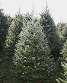 tree smaller 2